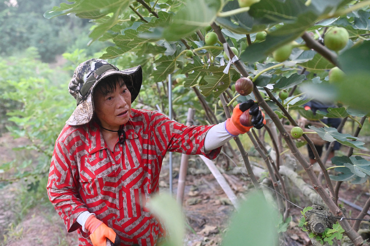 来自云南大理的纸皮核桃高原山地种植日照充足。壳薄易剥醇香酥脆。独特草本味不破坏合同原生口感同时给核桃注入了一丝清香。销量惊人年销量高达上万吨。壳薄仁大轻轻一捏即可开壳随带随吃的直播话术