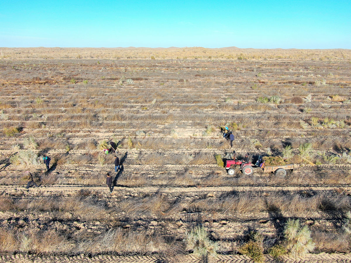 新疆土壤盐碱化导致粮食损失：每年2-2.5亿公斤