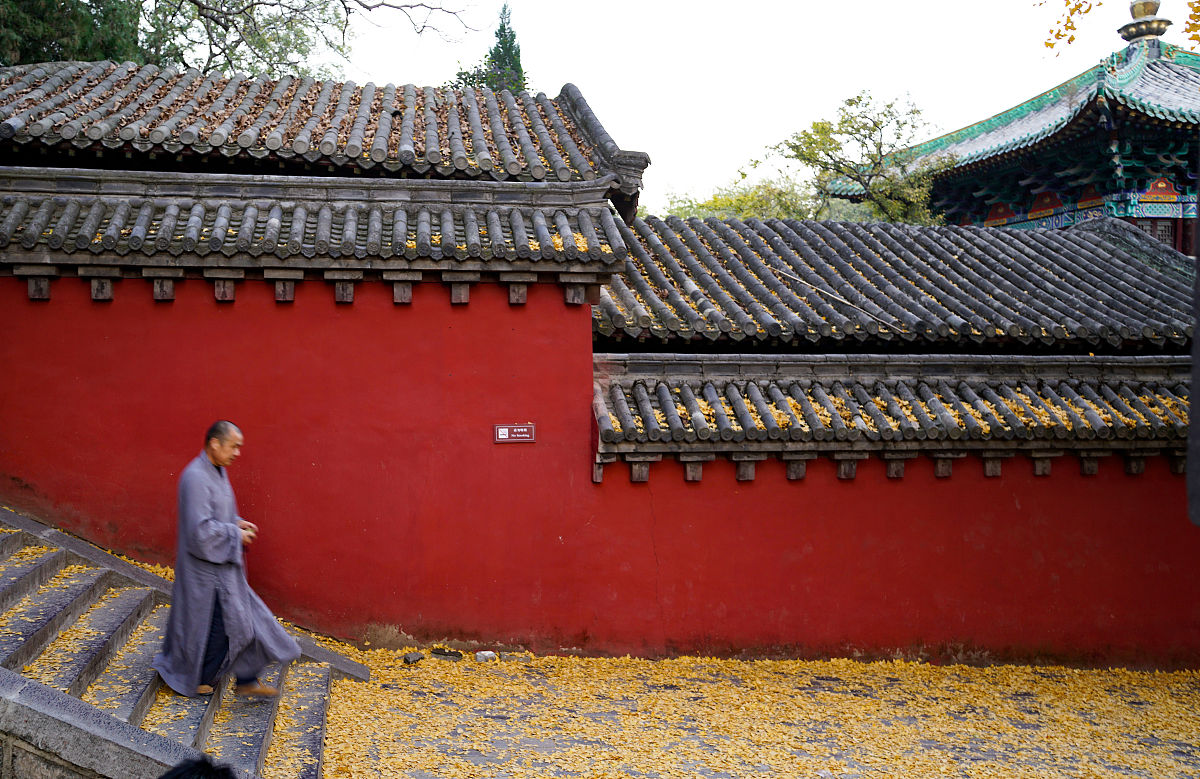2020年11月7日,郑州,嵩山少林寺金黄的银杏叶挂满枝头,铺满地面,少林