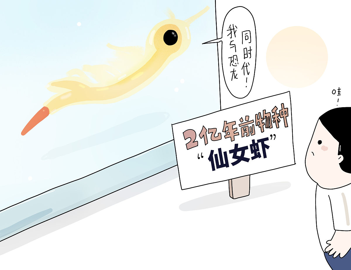 (漫画)江苏发现2亿年前物种仙女虾:与恐龙同时代