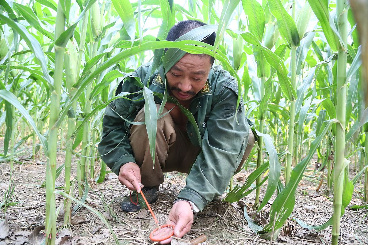 农村土地种玉米还能领直补吗？种果树直补政策解读