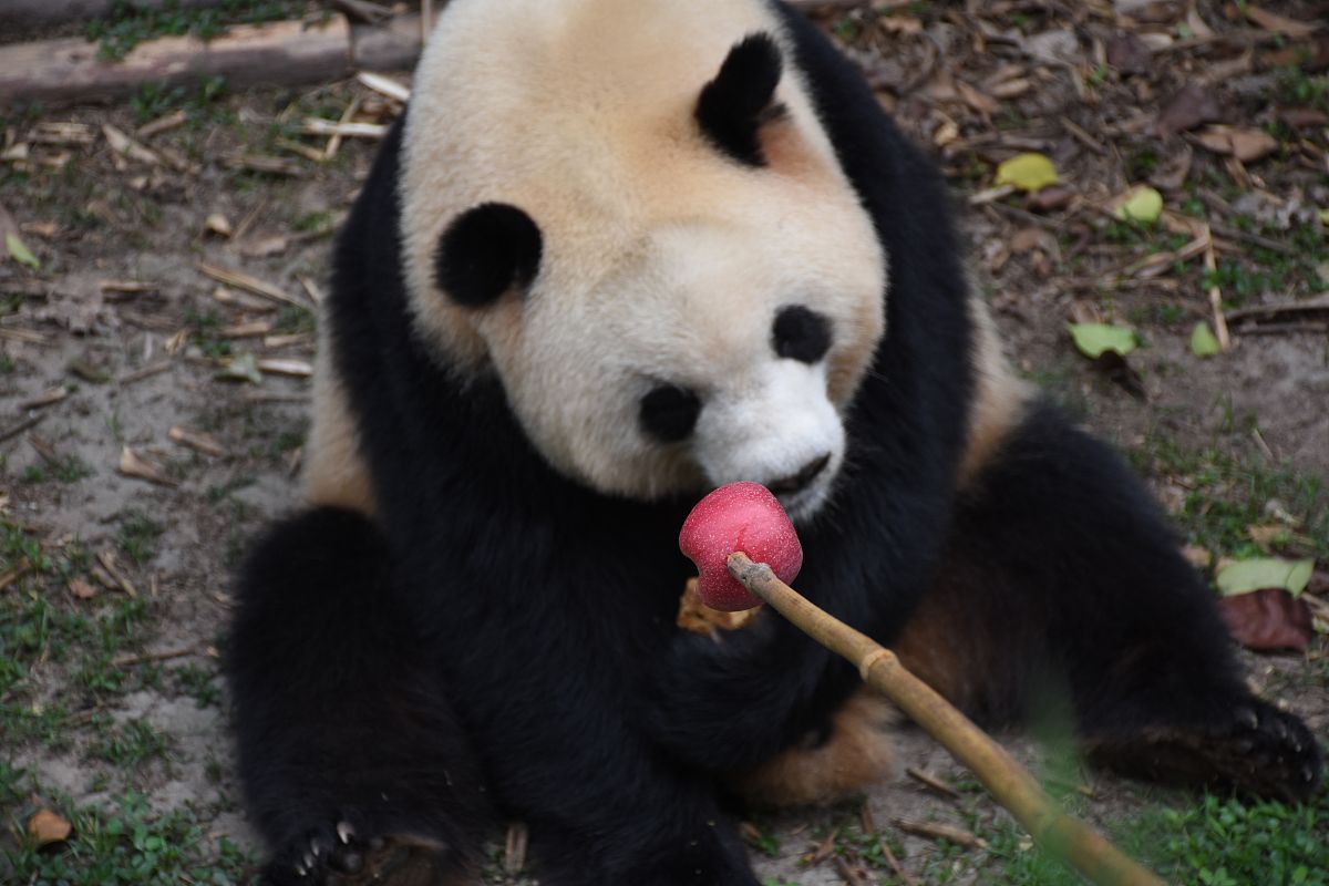 成都家庭旅游攻略：景点、住宿、时间安排全方位指南