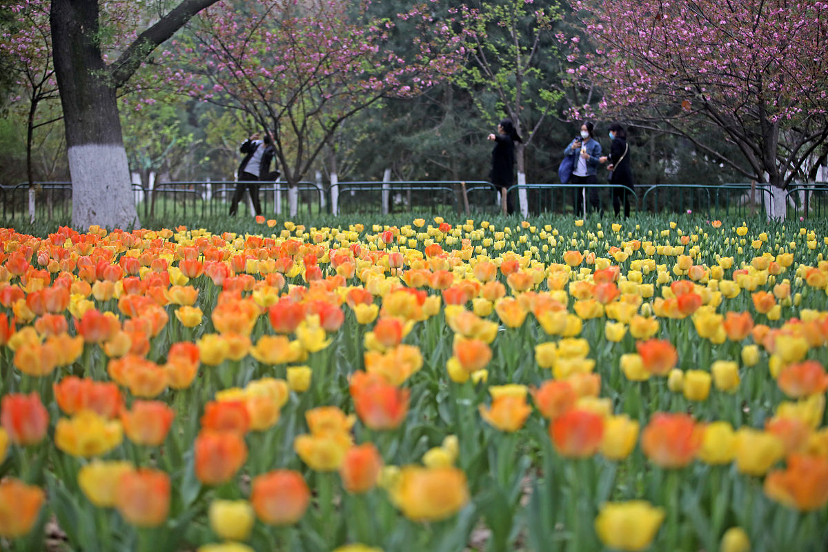 描述一下西安的春天500字