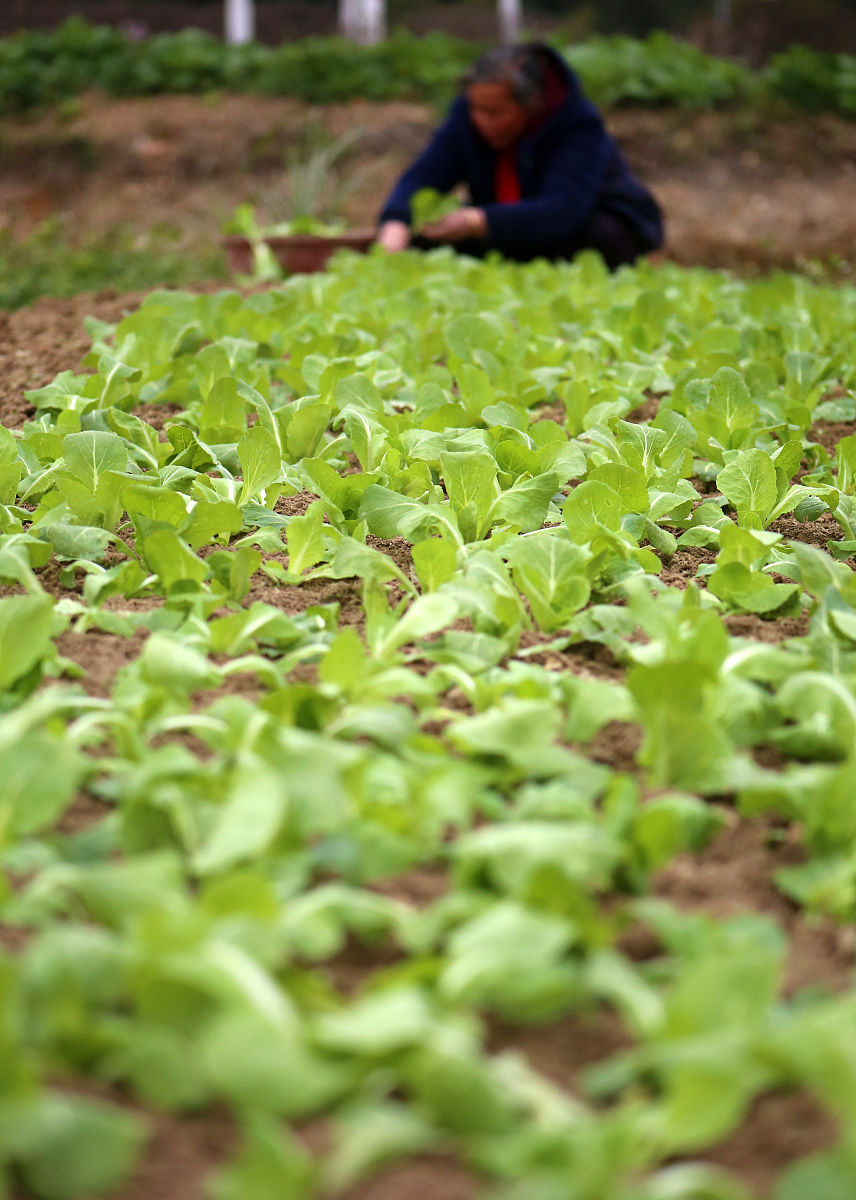 苋菜七月份可以种吗