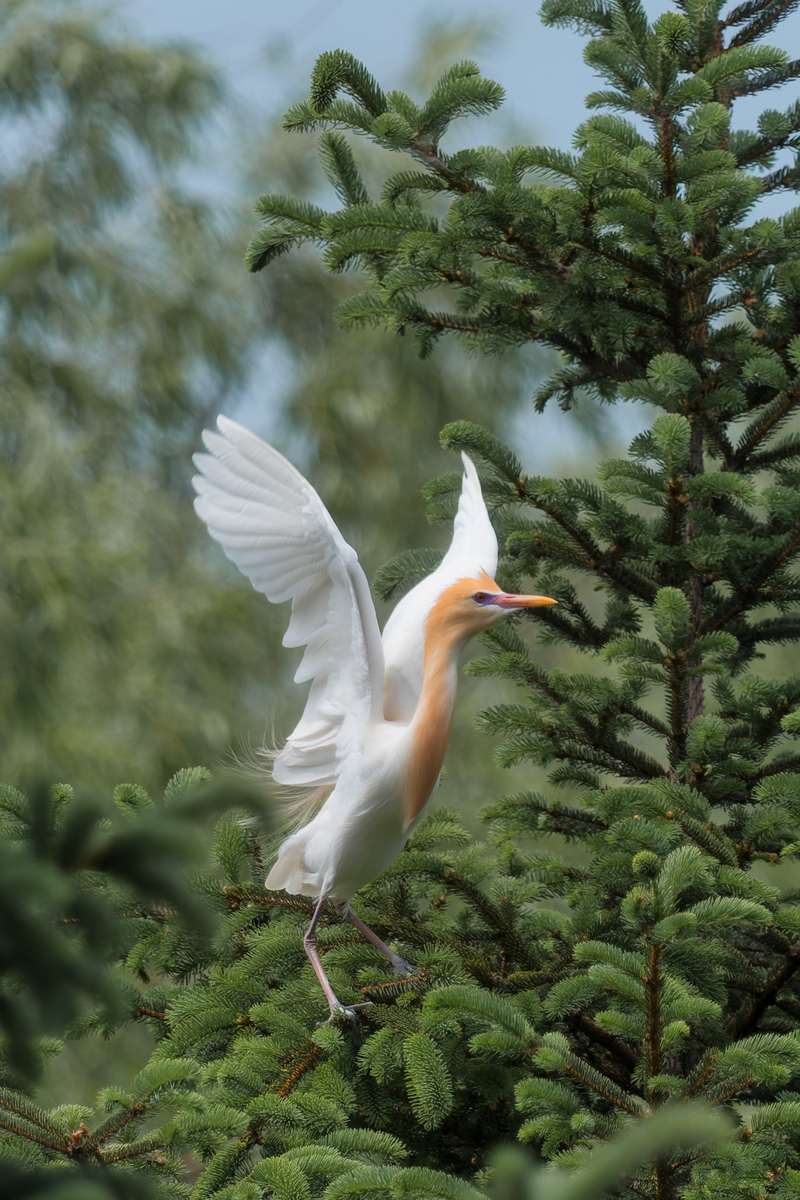 请写一份活动策划书主题是同学们在校园内拍摄动物