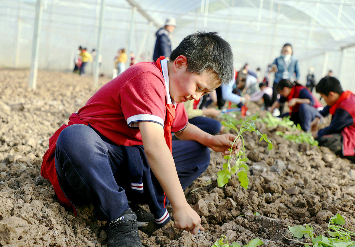曲靖农业学校2019年五年一贯制大专报名网址