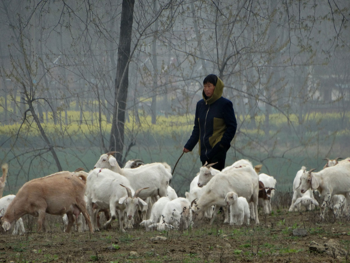 冬天的时候养牲畜进别人家的院子是谁的责任回答加拓展