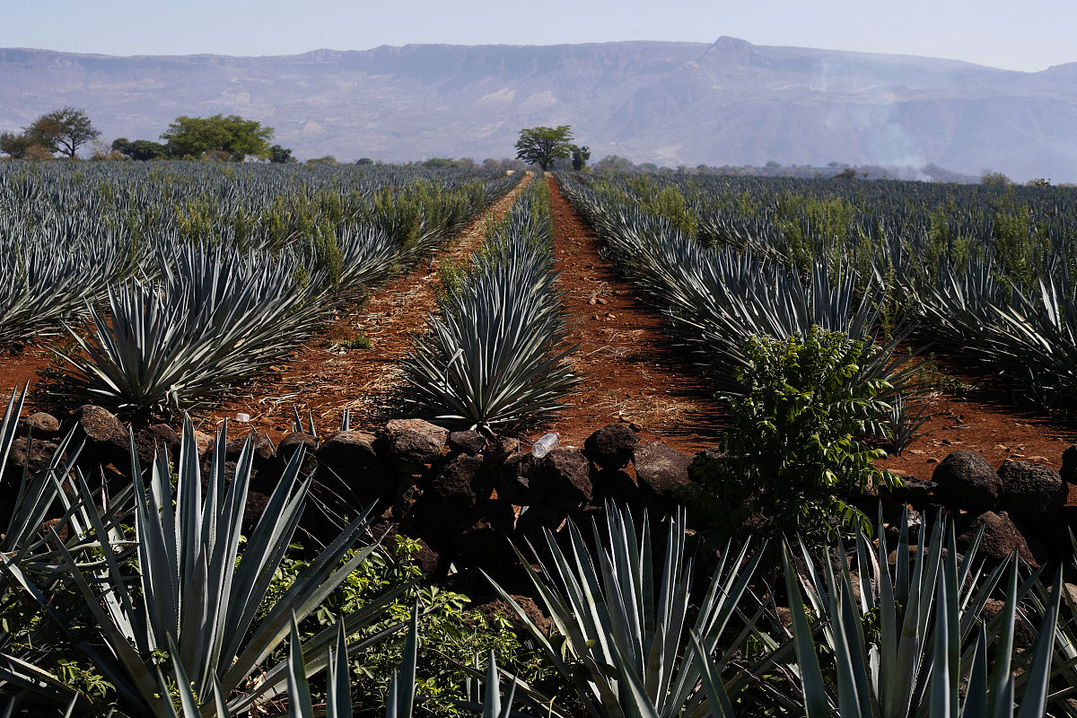 点香香气差异：制造加工流程及影响因素