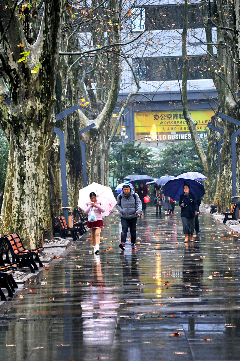 换季式降温+局地暴雨！今年桂花更香更持久？网友：忽冷忽热太难穿