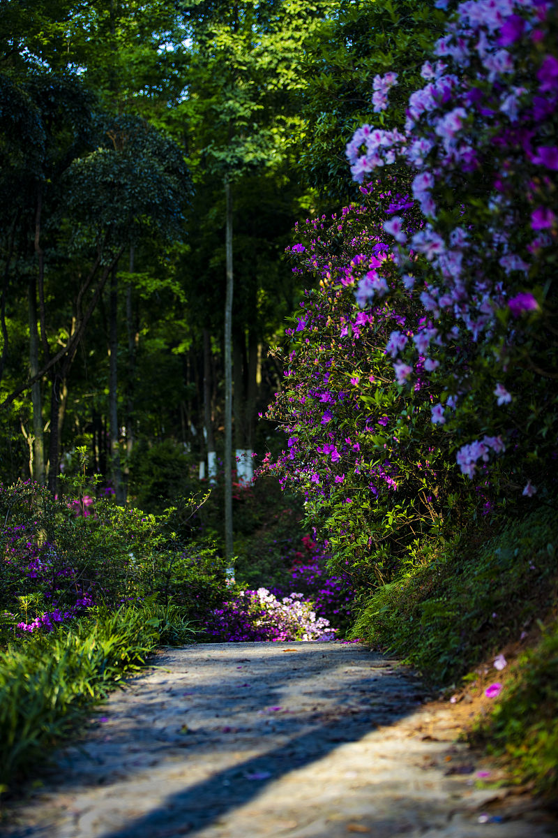 2021年3月26日,桂林,广西植物研究所内姹紫嫣红,阳光下的杜鹃花煞是好