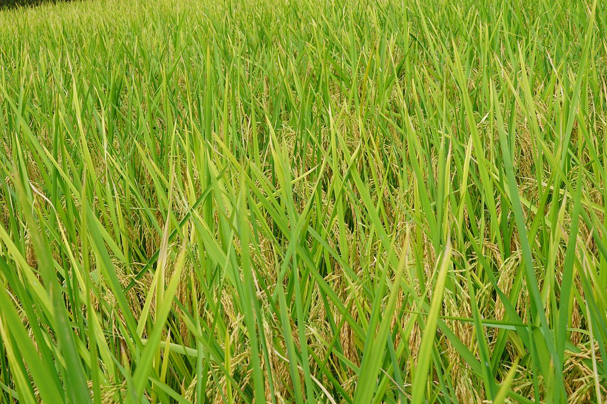 早稻播种面积是1亩大概能产多少产量