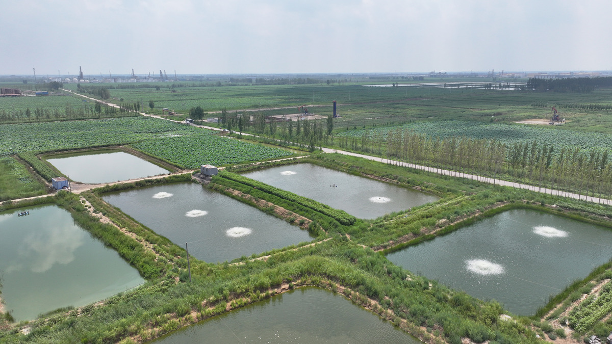 延吉市林蛙养殖产业情况