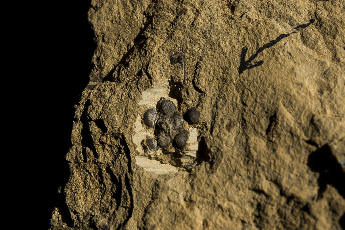 文献研究法概述：特点、优势及应用