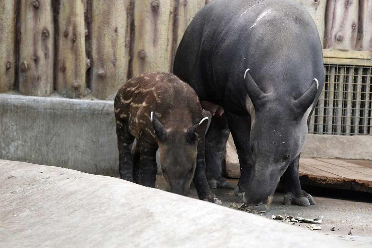 郑州电子信息职业技术学院畜牧兽医专业怎么样