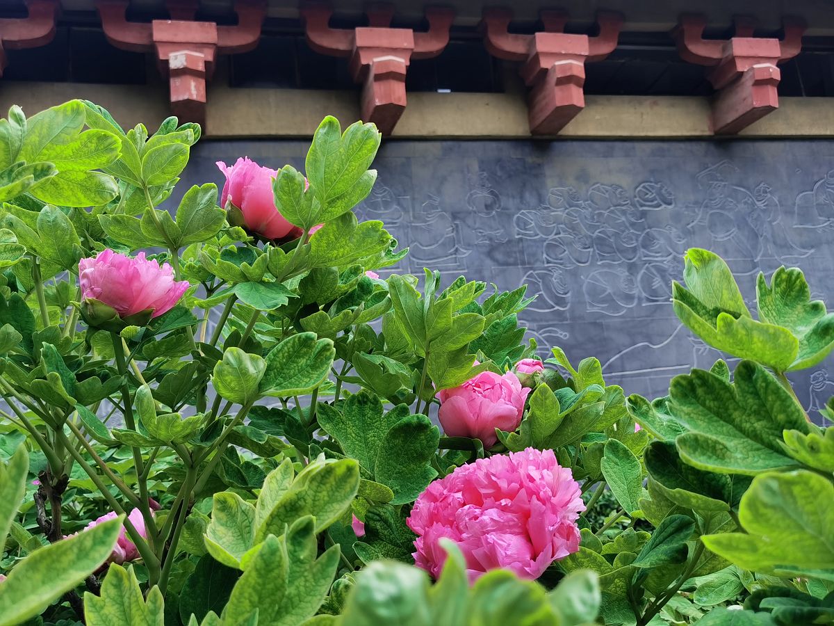 2021年3月31日,河南洛阳,东周韶乐台前牡丹花开放,与楼阁壁画相映成趣