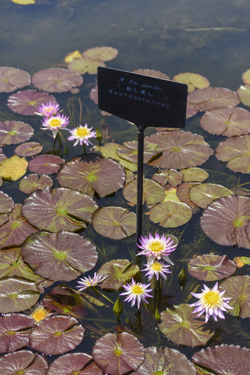 睡莲杆怎么做菜，