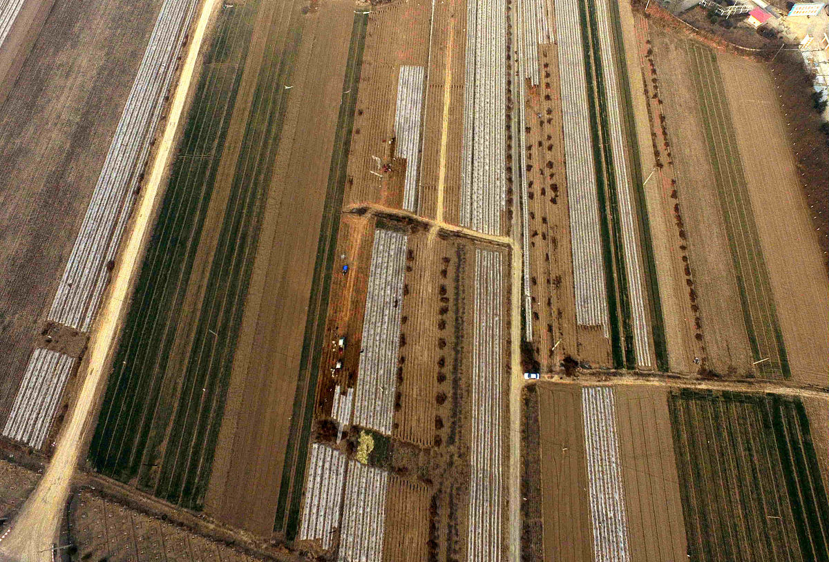 1月3日,在山西运城市新绛县"一村一品"山药种植专业村龙兴镇桥东村田