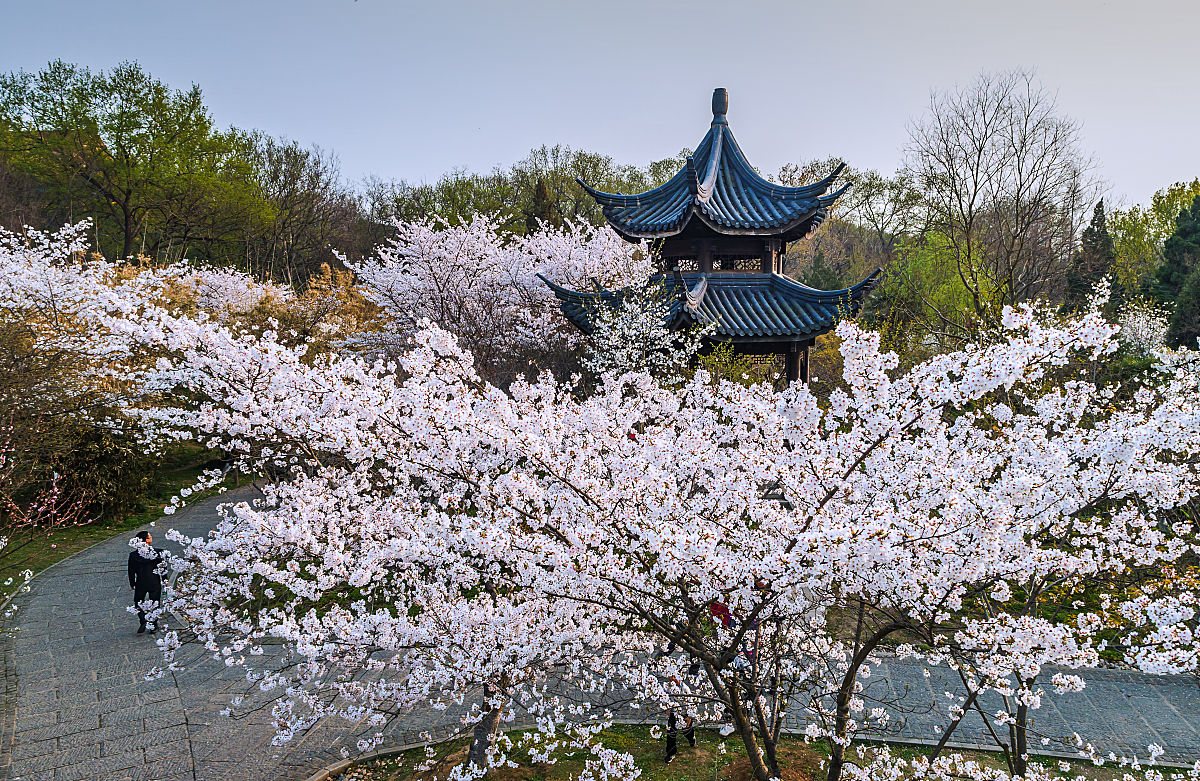 写一首诗赞美南京的春天包含：青葱的紫金山魏巍的中山陵烂漫的玄武湖。每一节都以春色南京美如画开头以南押韵