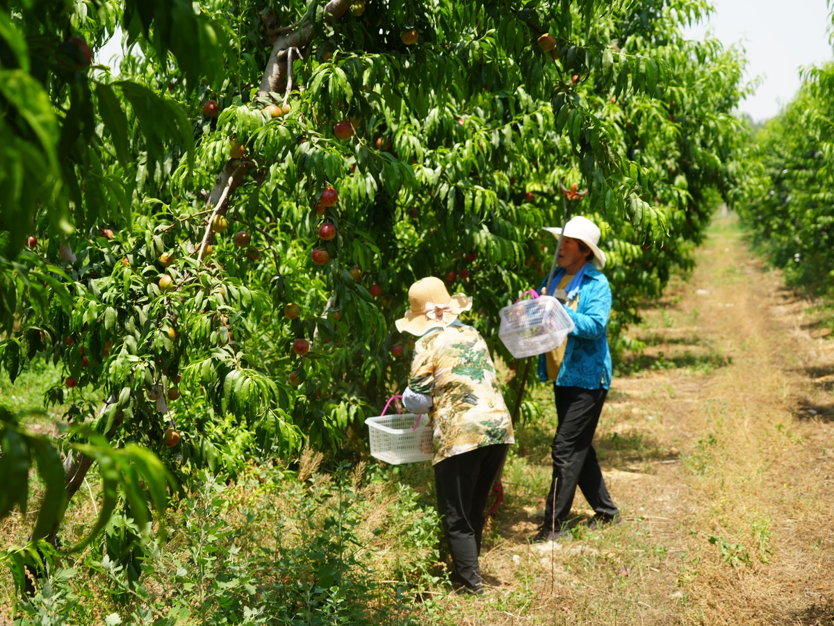 李子采摘：夏日果园采摘乐趣，品味鲜美营养