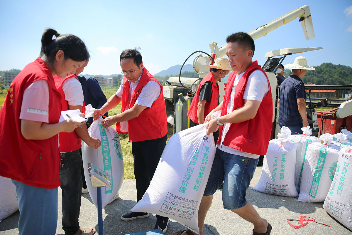 2021年9月23日,村民在湖南省邵阳市隆回县羊古坳镇雷峰村将稻谷装袋测