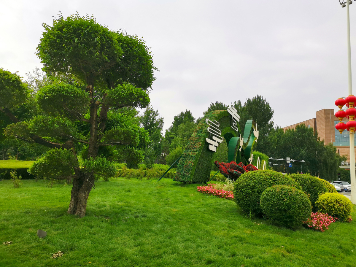 延安市宝塔区提高进城大树成活率和移植效果的建议