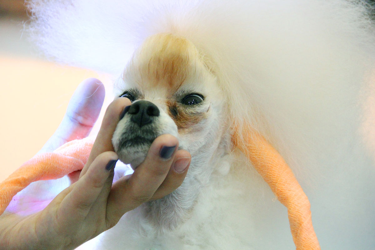 你是一个宠物专家熟悉各种宠物习性我希望用你的专业知识帮助我解决一些宠物相关的问题并已文章的形式呈现文章要做好问题关联细分并详细说明字数最好不低于1000字。根据这个标题：白狗狗毛毛变黄怎么办？特别注意在文章中不要出现首先、其次、最后、接下来、综上所诉字眼。