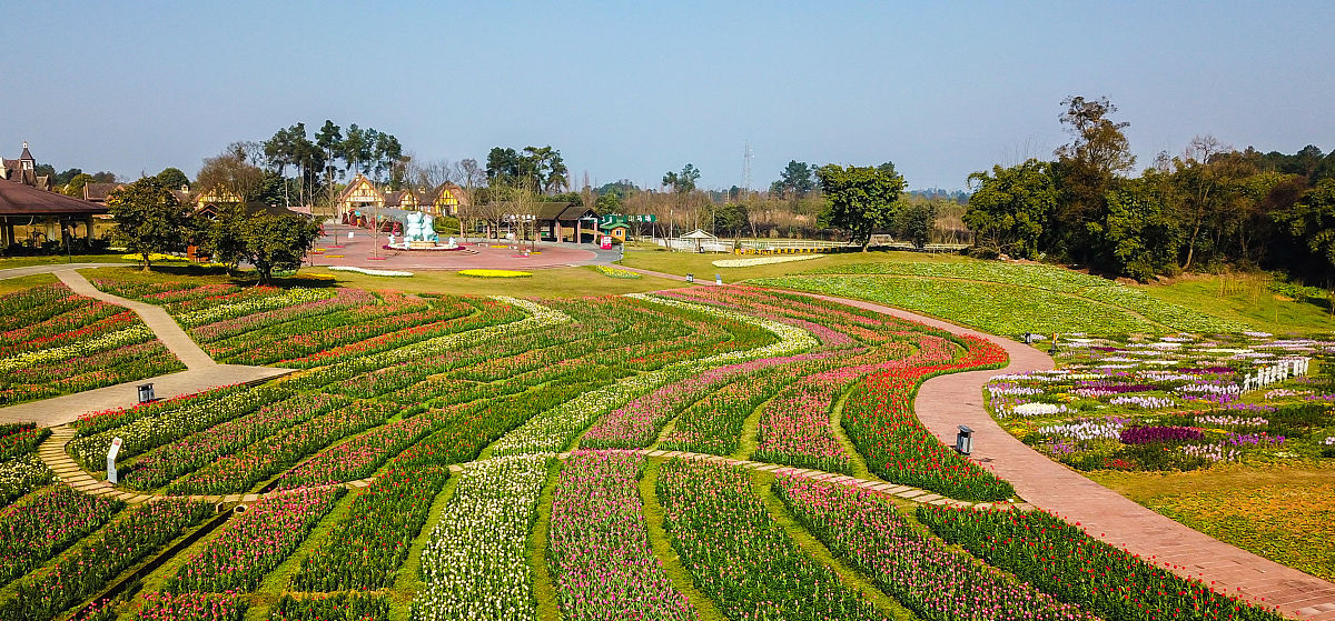 2020年2月29日,成都,石象湖景区鲜花盛开.(如需下载使用,请务必署名: