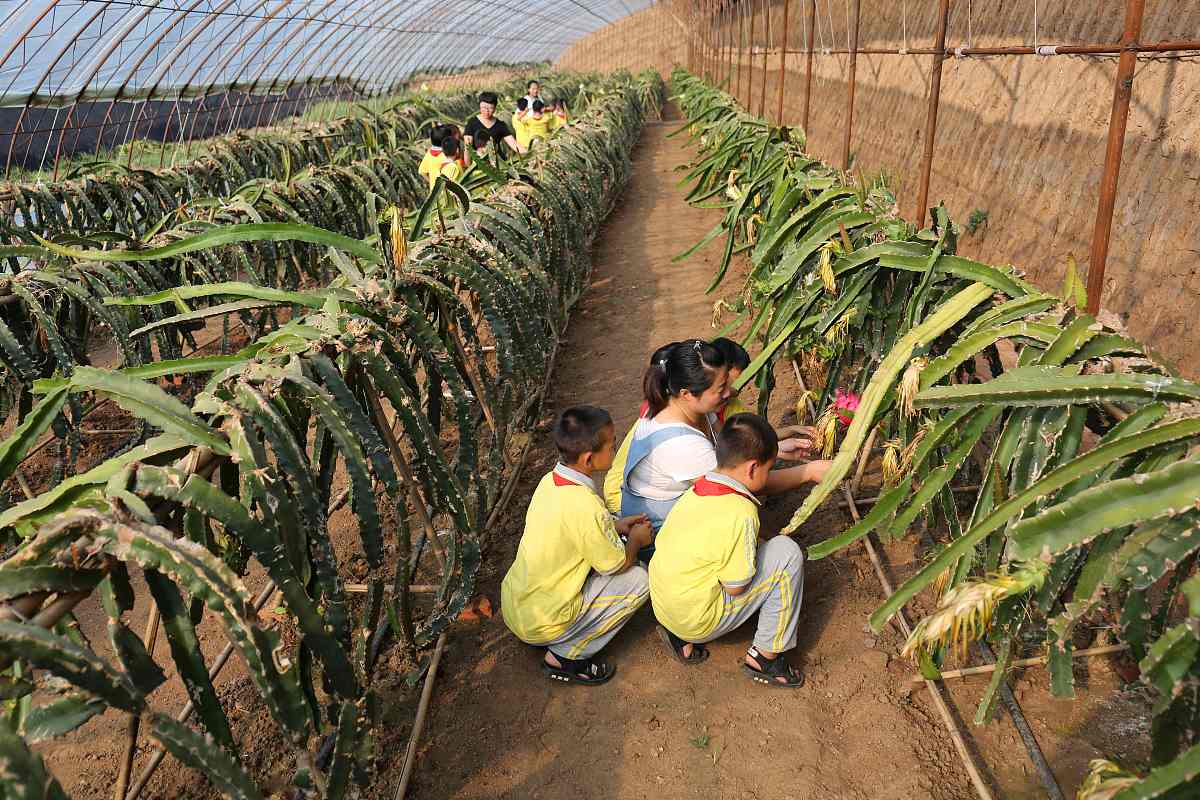 火龙果栽培技术 1500字