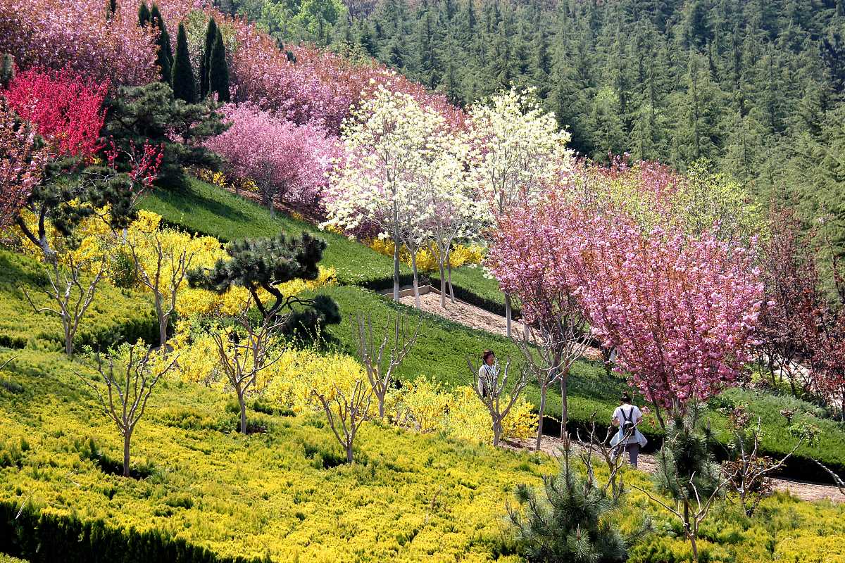 品种试验、登记、审定