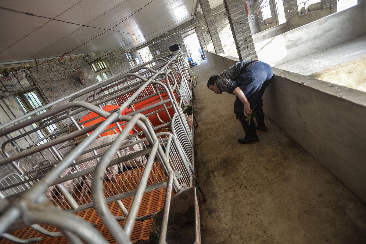 智能养猪策划书：打造现代化养猪场，提升效率，保障安全