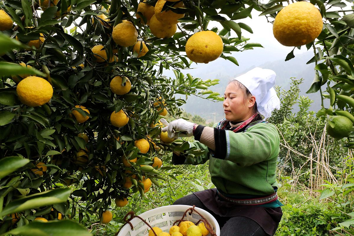 榕江中等职业学校2022年招生条件 - 报名要求和流程