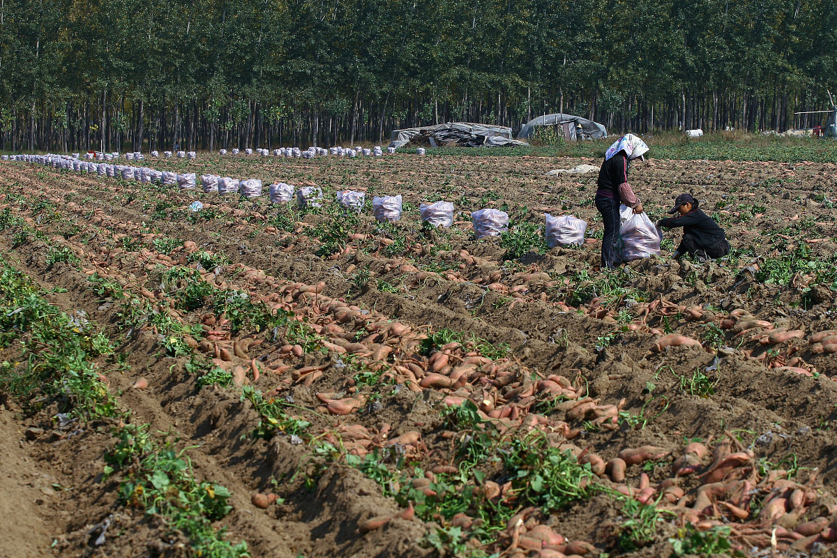 红薯种植深度：最佳种植深度及土壤条件