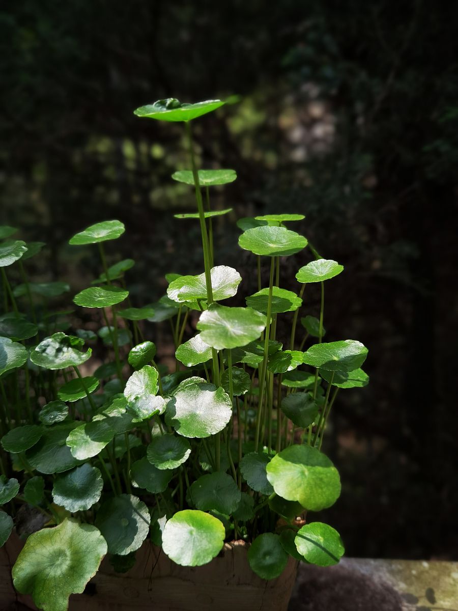 铜钱草花语：财富、繁荣和幸运 - 寓意解析