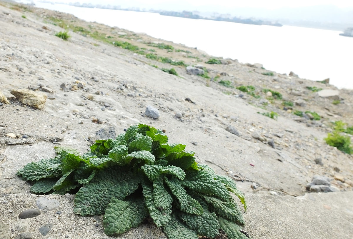 双松片孕妇哺乳期使用指南：功效、注意事项及安全建议