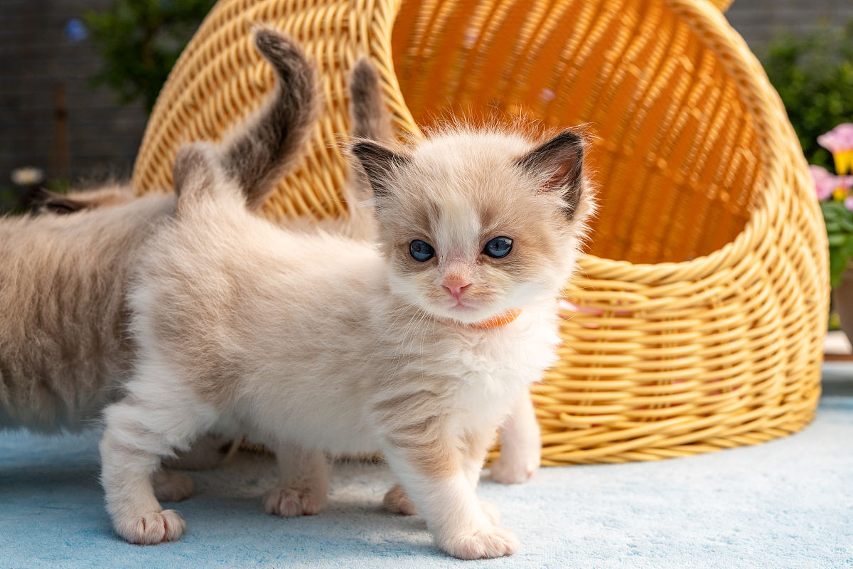 扮演一名宠物博主写篇800字新人从宠物店1000左右买2个月大的布偶猫合适吗的视频文案要有互动语句重新编写个标题