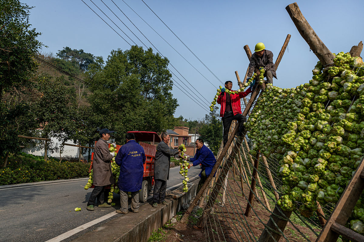 重庆涪陵榨菜发展史：从传统制作到国际品牌