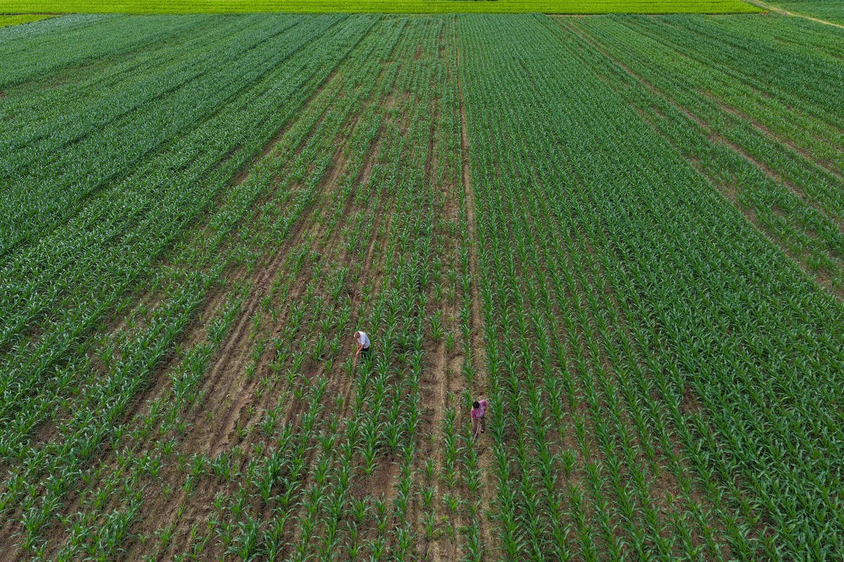 长安区小麦虫害发生特点及防治策略研究