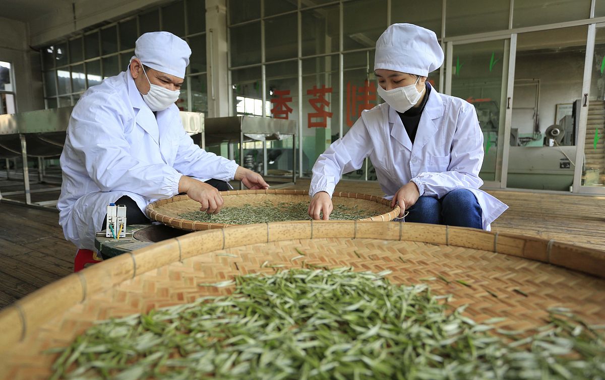 2022年湄潭中等职业学校茶叶生产与加工专业招生