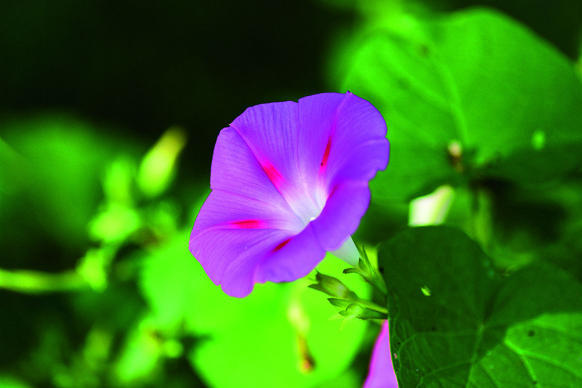 牵牛花吹紫色小喇叭的修辞手法分析
