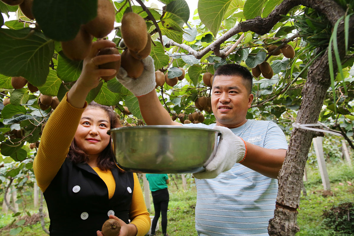 齐峰果业公司网络营销现状分析：基本情况介绍