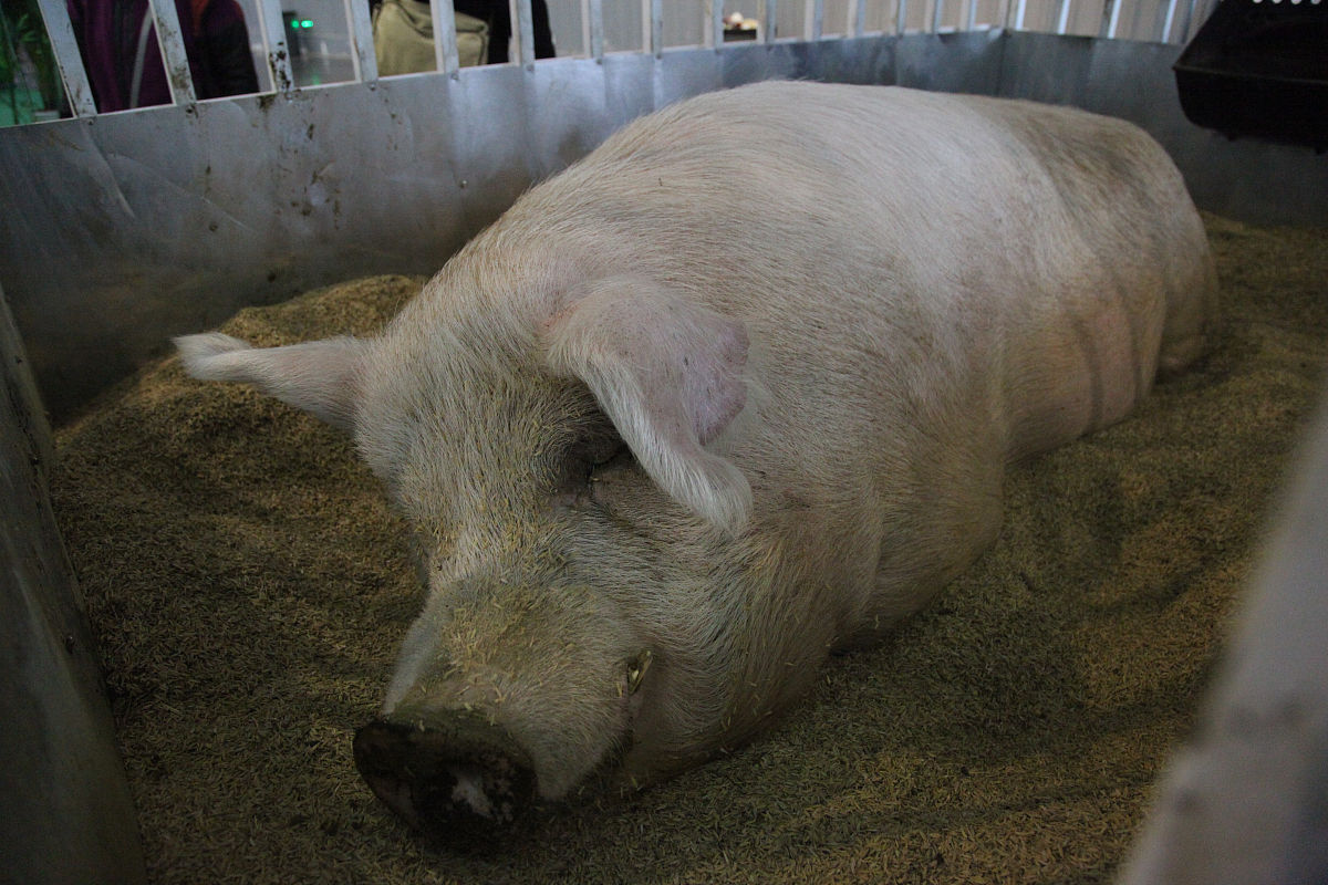 猪与EV-G病毒：自然宿主、感染症状及防控措施