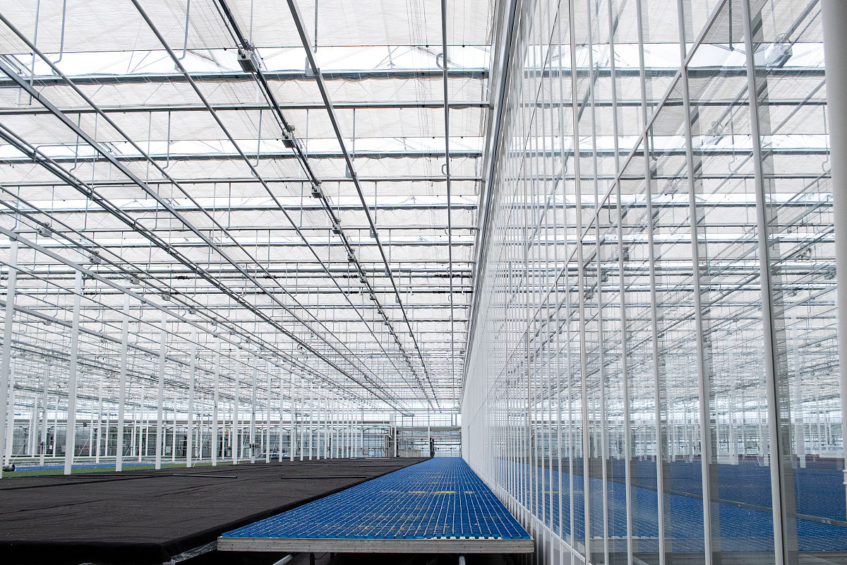 小老鼠和南瓜车：一个关于努力与坚持的童话故事