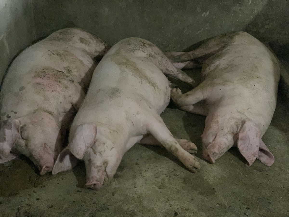 葵花粕粒06立方多少吨帮我用200字详细描述