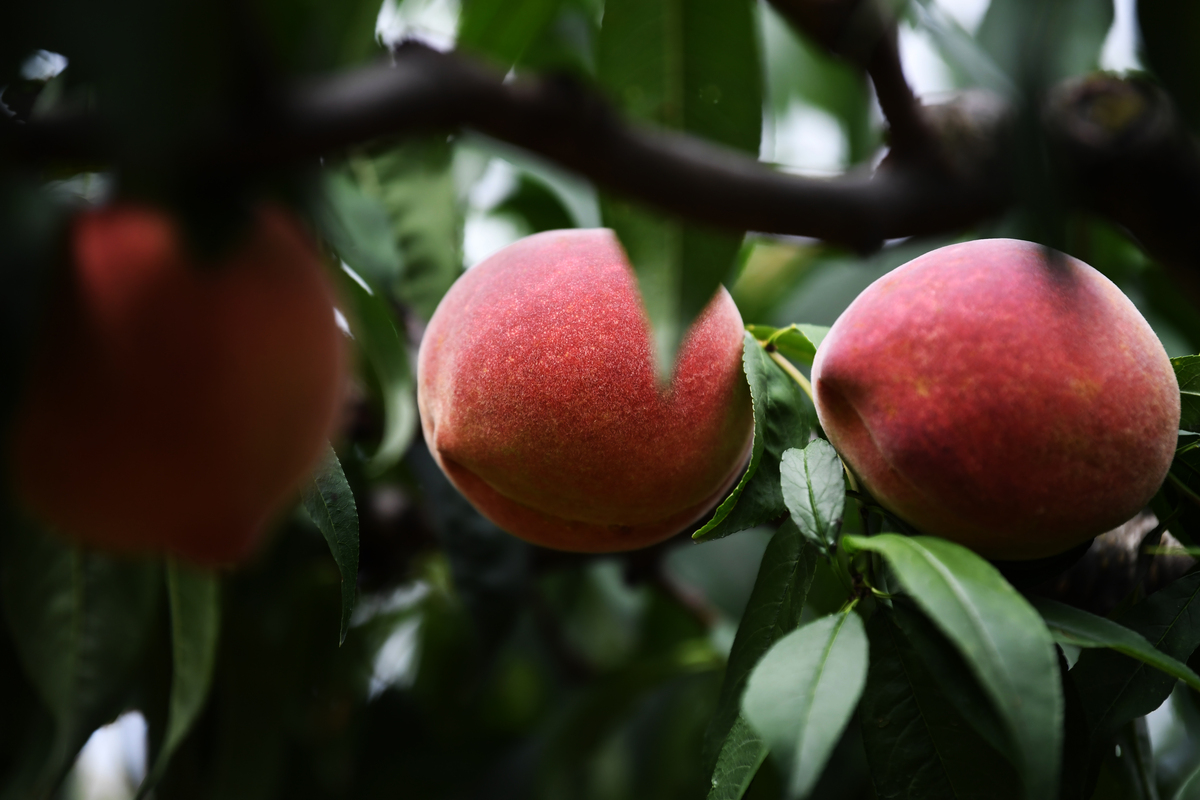 蜜桃和桃子的区别：外观、口感、种植条件 - 200字详解
