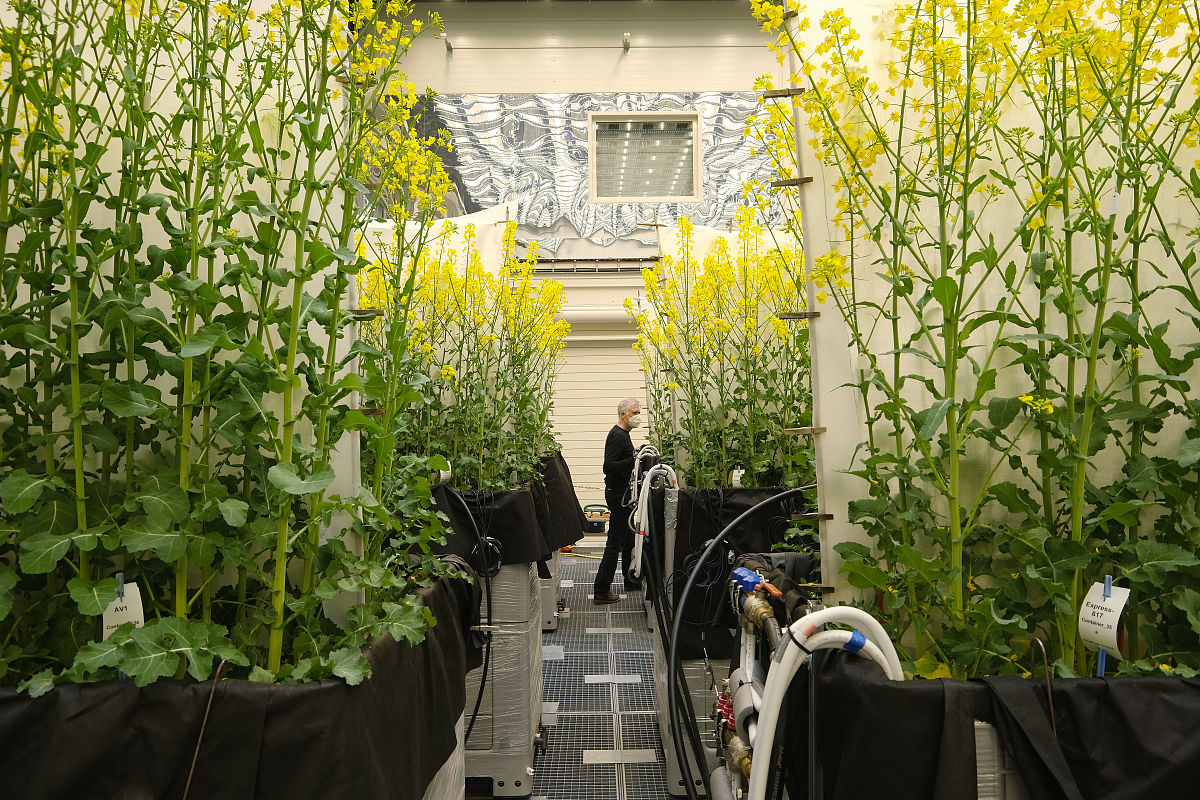 林木分子设计育种的奇幻之旅：木木奇遇记