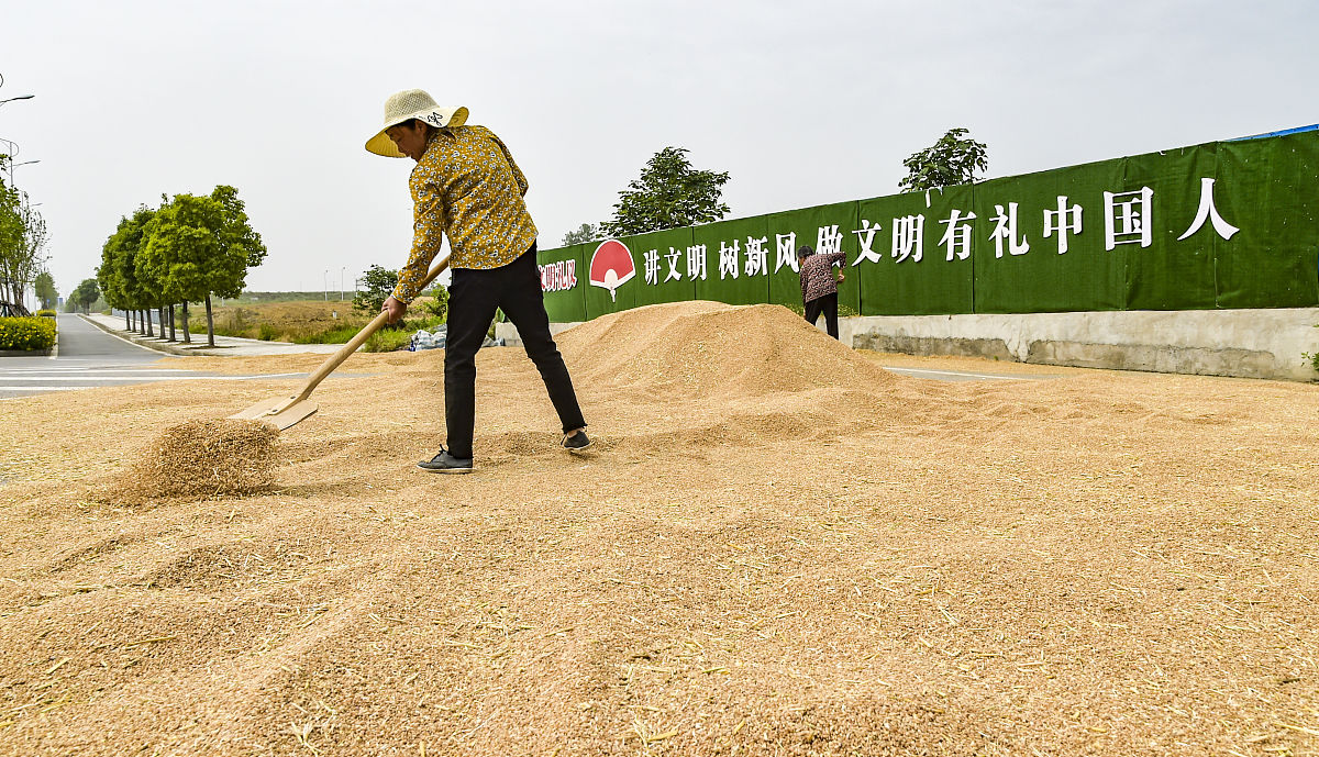秋粮收购粮点轮换不及时：问题分析与解决方案