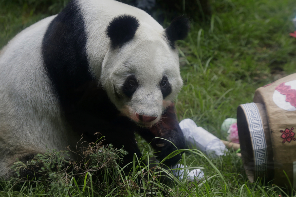 熊猫密度制图：方法、技术与保护 | 深入了解熊猫种群分布