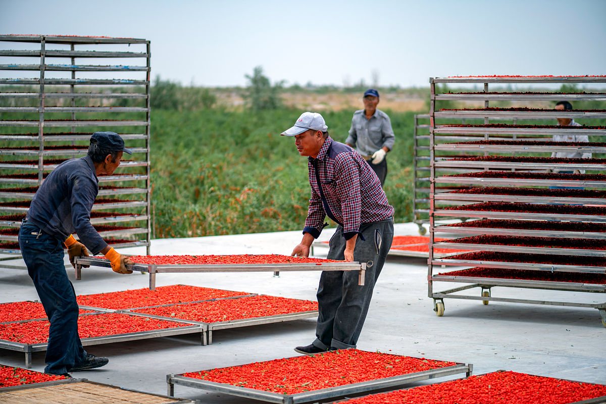 枸杞采摘机怎么设计？起什么名字好？