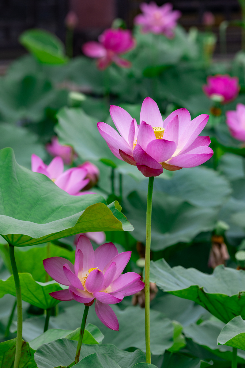 荷花之美：洁白如玉，香气醉人