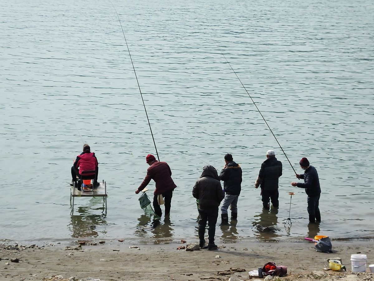 秋天如何钓鲮鱼